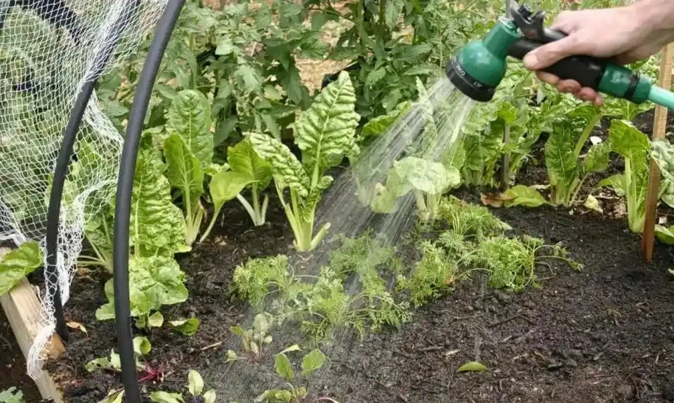 我種綠葉蔬菜,每次都會加這幾種小料,長勢猛三倍,還不容易生病