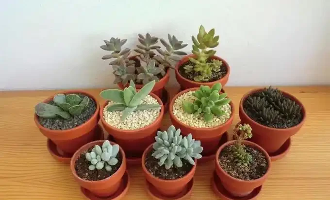盆栽植物土面是否需要鋪面以及鋪面石的選擇