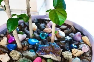 盆栽植物土面是否需要鋪面以及鋪面石的選擇