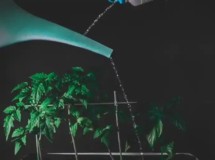 養花不會施肥，養再多也白搭！記住施肥口訣，盆盆開花爆滿盆