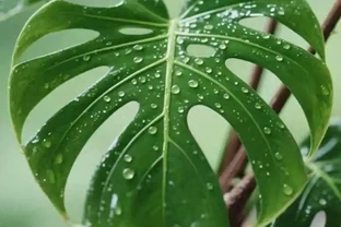 別傻傻光澆水！龜背芋莖粗如臂的秘訣：3分靠養，7分靠「控」