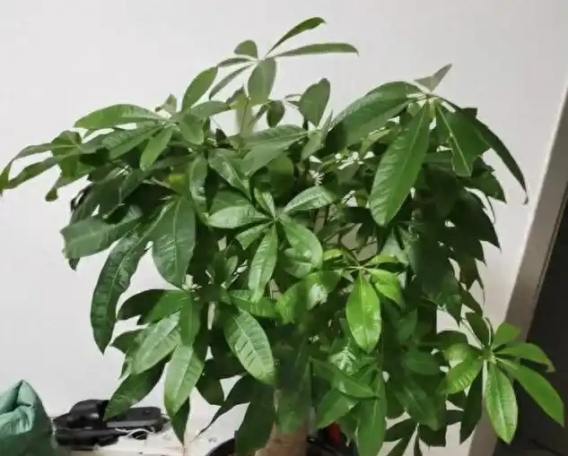 別再買發財樹幸福樹了!行業黑幕:激素催根、帶病銷售,新手養不活