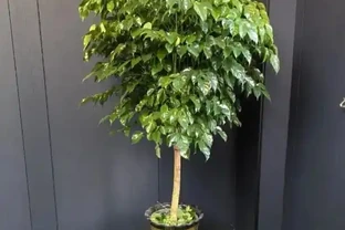 別再買發財樹幸福樹了！行業黑幕：激素催根、帶病銷售，新手養不活