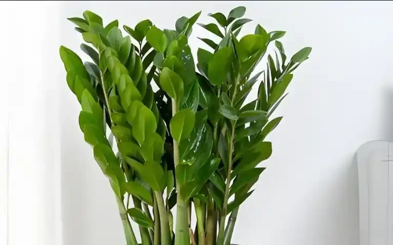 別再把雪鐵芋葉子發軟當缺肥!3步急救法實測有效,停肥、稀釋、散光,一週內見效