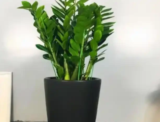 別再把雪鐵芋葉子發軟當缺肥!3步急救法實測有效,停肥、稀釋、散光,一週內見效