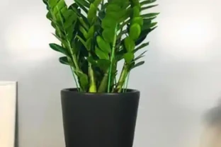 別再把雪鐵芋葉子發軟當缺肥！3步急救法實測有效，停肥、稀釋、散光，一週內見效