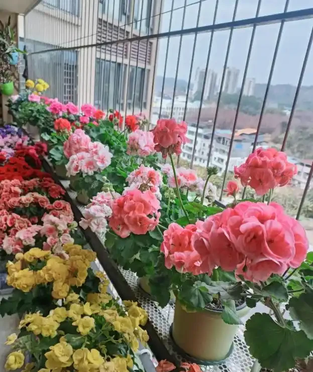 我家陽臺上的6種「小綠植」，養了10多年了，依然很愛，給大家曬曬～