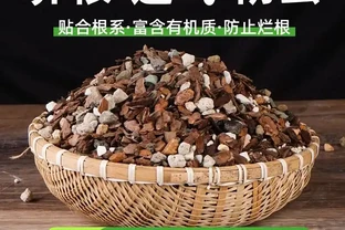 養蘭必備！這款植料讓你的蘭花根系壯如龍鬚
