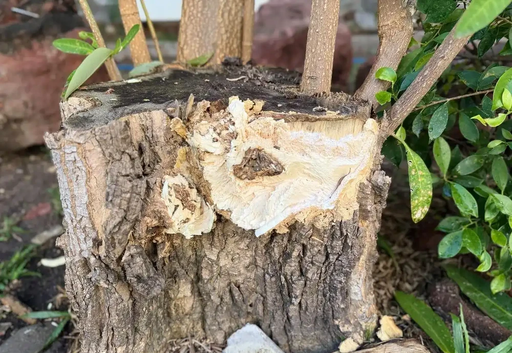 幸福樹養的「蔫蔫」的別慌！掌握澆水訣竅，葉子立馬支稜起來