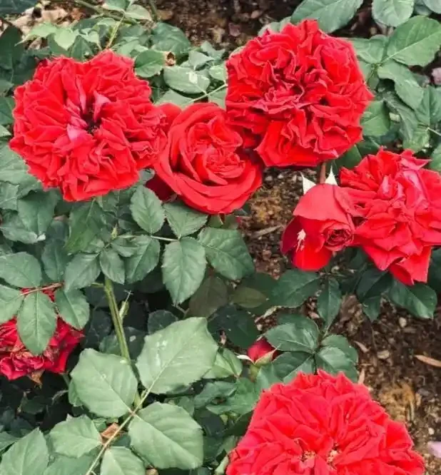 陽臺玫瑰總僵苗?老花農告訴你:問題出在根上,地植才是「開掛」模式