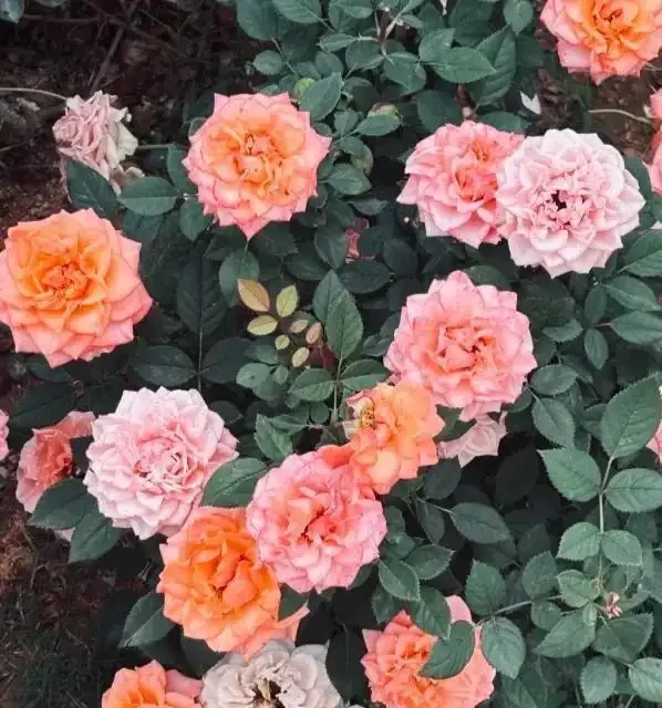 陽臺玫瑰總僵苗?老花農告訴你:問題出在根上,地植才是「開掛」模式