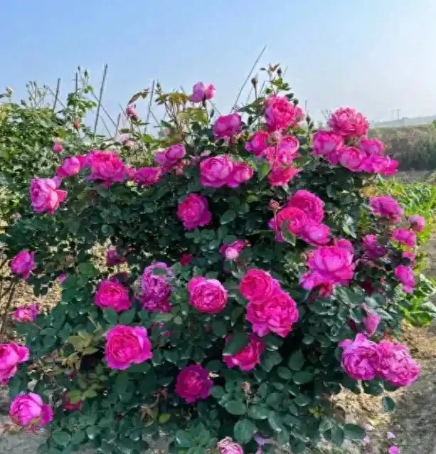 陽臺玫瑰總僵苗?老花農告訴你:問題出在根上,地植才是「開掛」模式