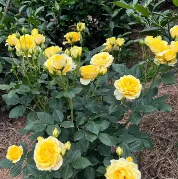 陽臺玫瑰總僵苗?老花農告訴你:問題出在根上,地植才是「開掛」模式