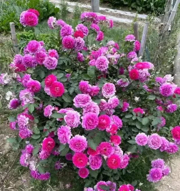 陽臺玫瑰總僵苗?老花農告訴你:問題出在根上,地植才是「開掛」模式