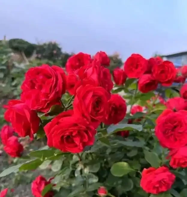 陽臺玫瑰總僵苗?老花農告訴你:問題出在根上,地植才是「開掛」模式