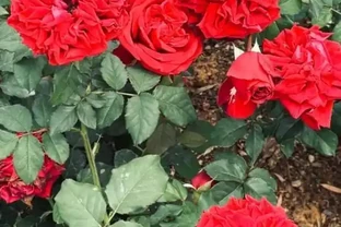 陽臺玫瑰總僵苗？老花農告訴你：問題出在根上，地植才是「開掛」模式