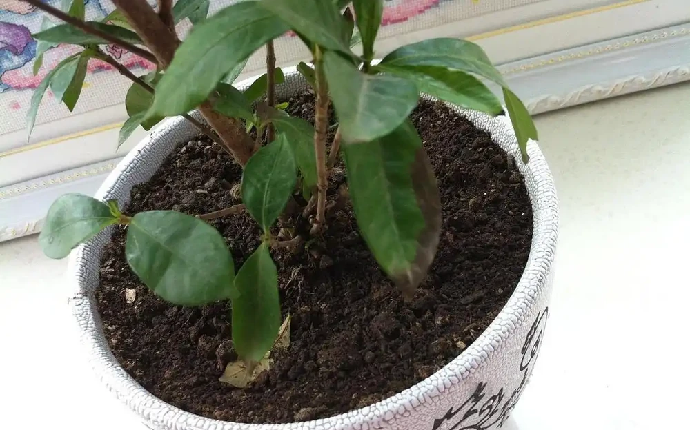 梔子花黃葉掉苞?別扔!3步急救法,7天喚醒新芽,花香救回來了!