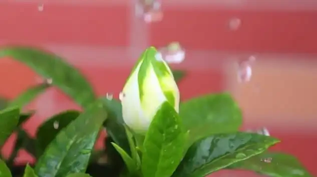 梔子花黃葉掉苞?別扔!3步急救法,7天喚醒新芽,花香救回來了!