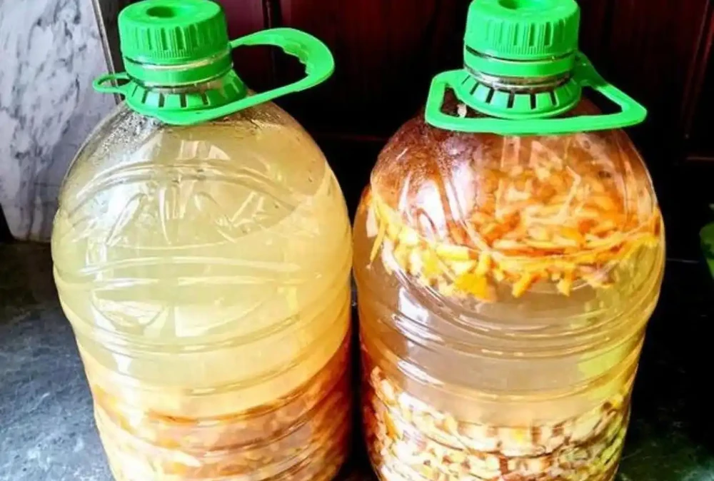 春天養龜背芋,就用這「2種水」,交替喂半年,葉子大過臉