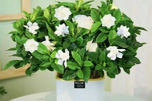 梔子花黃葉掉苞？別扔！3步急救法，7天喚醒新芽，花香救回來了！