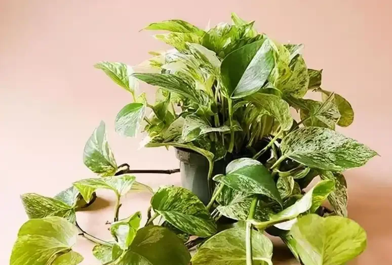養這7種招財花,好運不斷,根本停不下來