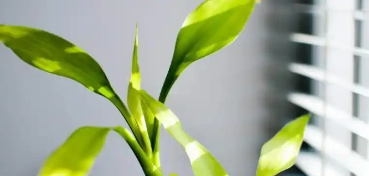 養這7種招財花,好運不斷,根本停不下來