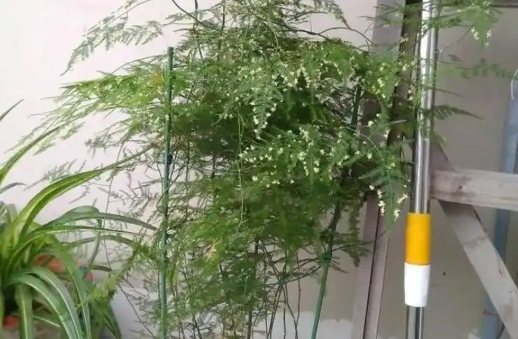 養這7種招財花,好運不斷,根本停不下來