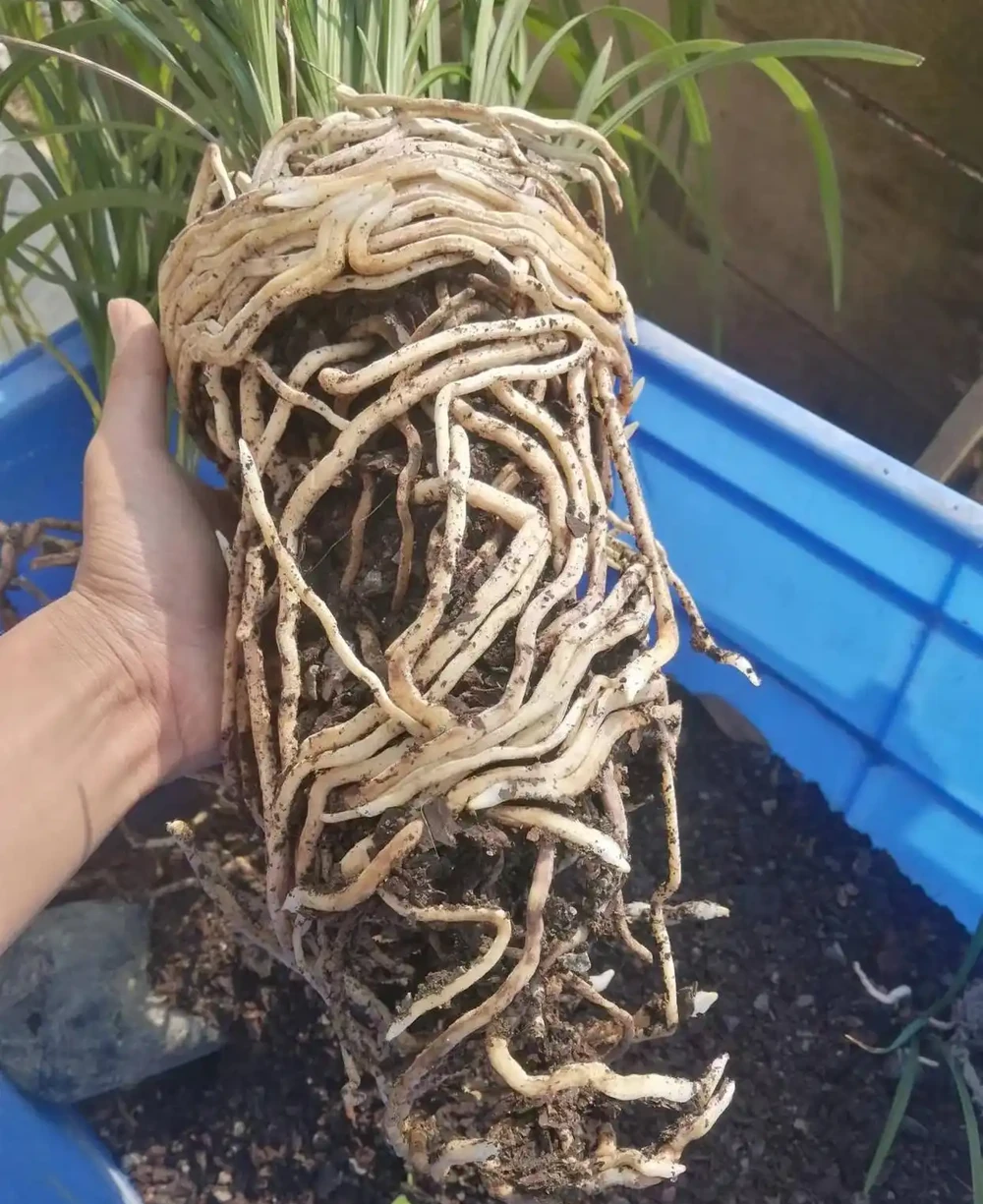 蘭花養護完整教程（第二期）蘭花生長的根基保障—選盆與植料配置