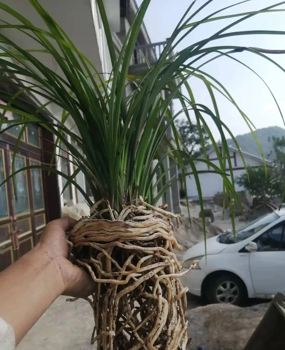 蘭花養護完整教程（第二期）蘭花生長的根基保障—選盆與植料配置