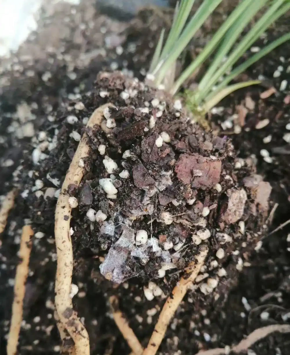 蘭花養護完整教程（第二期）蘭花生長的根基保障—選盆與植料配置