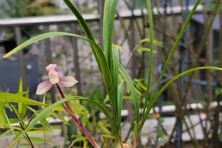 蘭花養護完整教程（第二期）蘭花生長的根基保障—選盆與植料配置