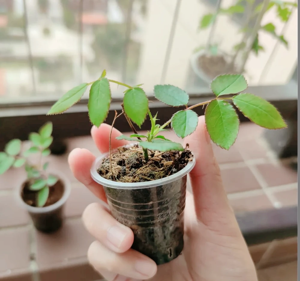 什麼是有機肥？氮磷鉀該怎麼補？一次性說清楚養花施肥的所有問題