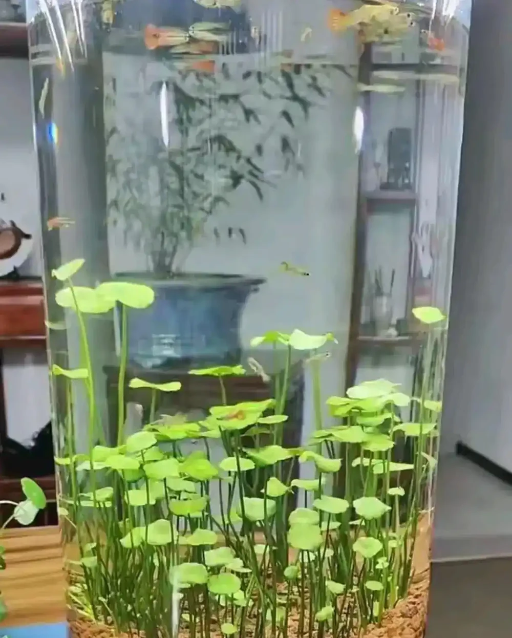 成都一位太太,水缸裡養的銅錢草「爆滿成盆」,網友:也太會養了!