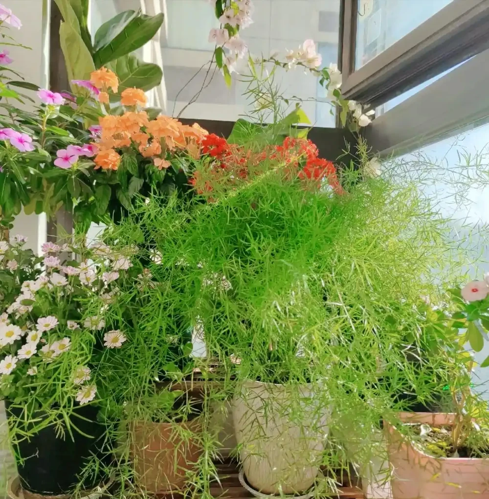 什麼是有機肥？氮磷鉀該怎麼補？一次性說清楚養花施肥的所有問題