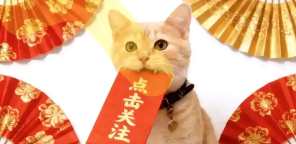 成都一位太太,水缸裡養的銅錢草「爆滿成盆」,網友:也太會養了!