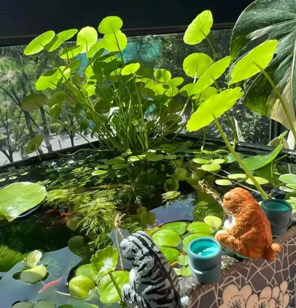 成都一位太太,水缸裡養的銅錢草「爆滿成盆」,網友:也太會養了!
