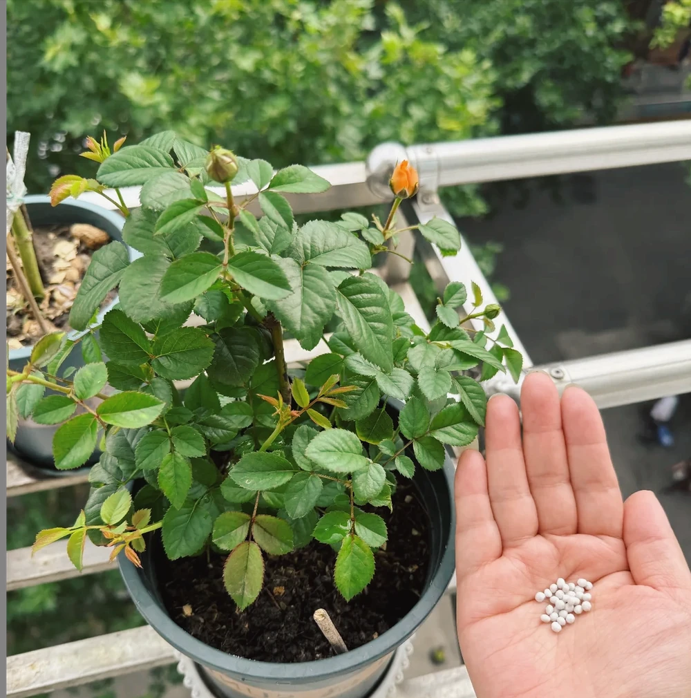 什麼是有機肥？氮磷鉀該怎麼補？一次性說清楚養花施肥的所有問題