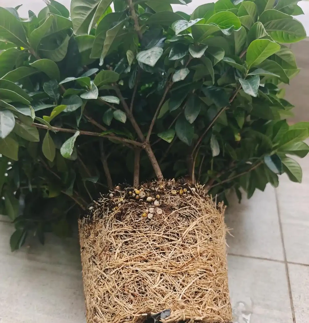 什麼是有機肥？氮磷鉀該怎麼補？一次性說清楚養花施肥的所有問題