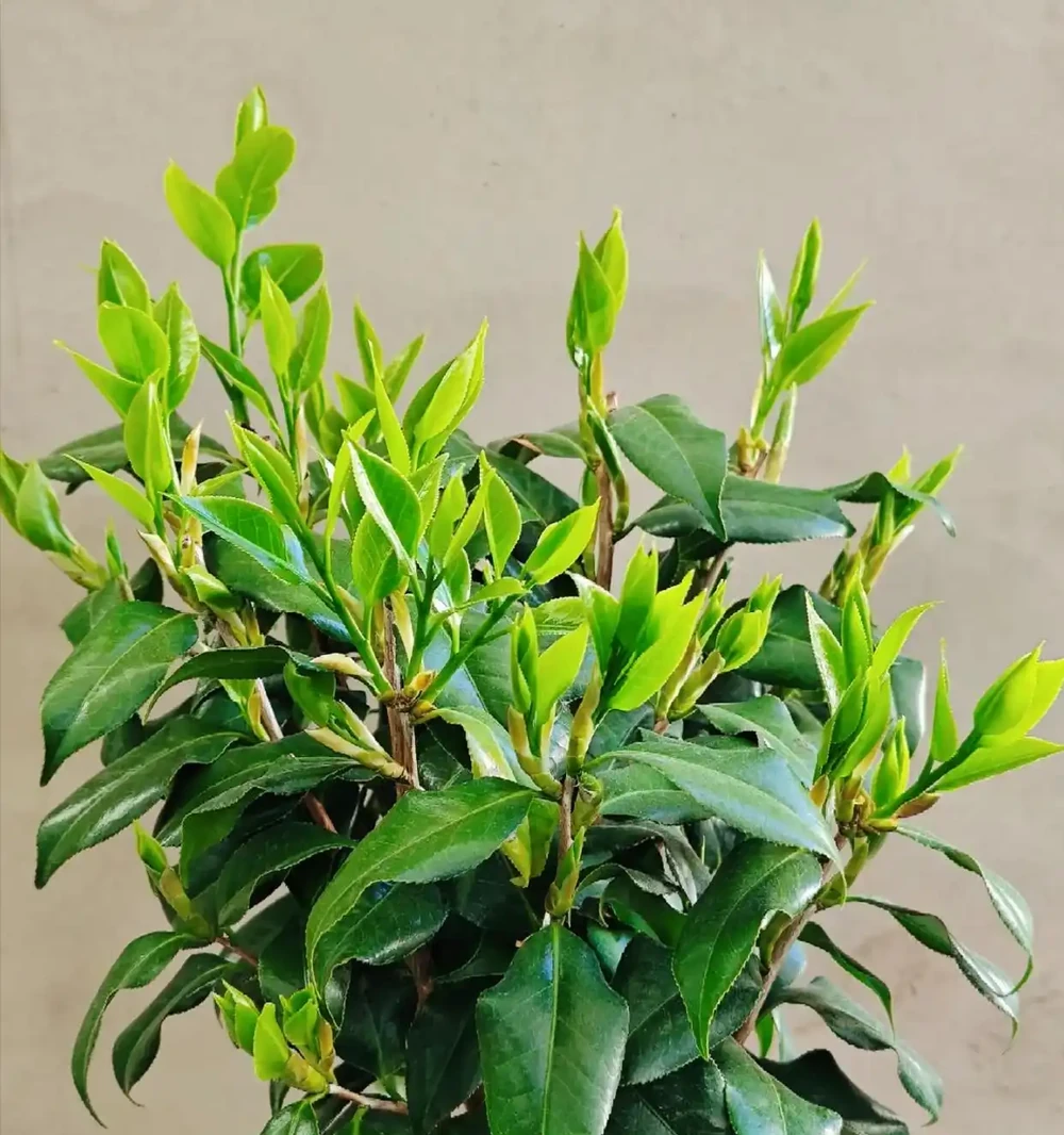 什麼是有機肥？氮磷鉀該怎麼補？一次性說清楚養花施肥的所有問題