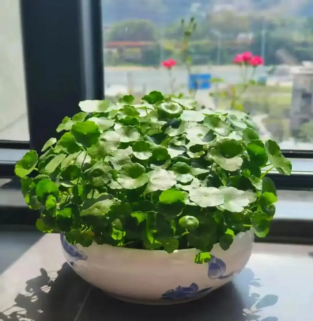成都一位太太,水缸裡養的銅錢草「爆滿成盆」,網友:也太會養了!