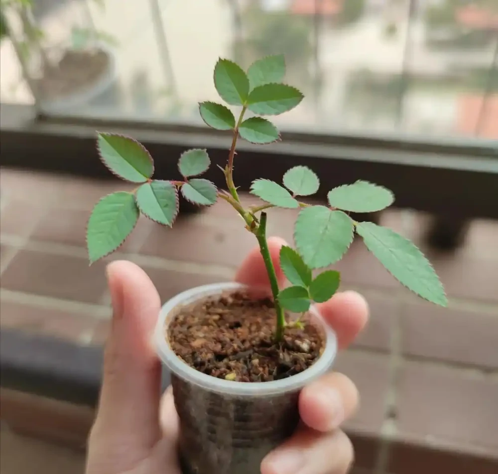 什麼是有機肥？氮磷鉀該怎麼補？一次性說清楚養花施肥的所有問題