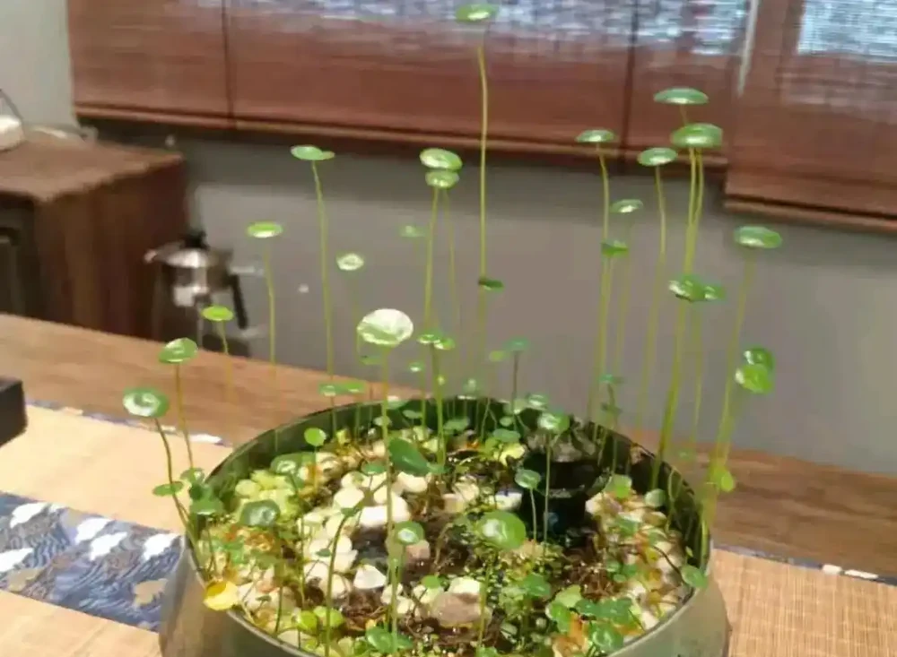成都一位太太,水缸裡養的銅錢草「爆滿成盆」,網友:也太會養了!