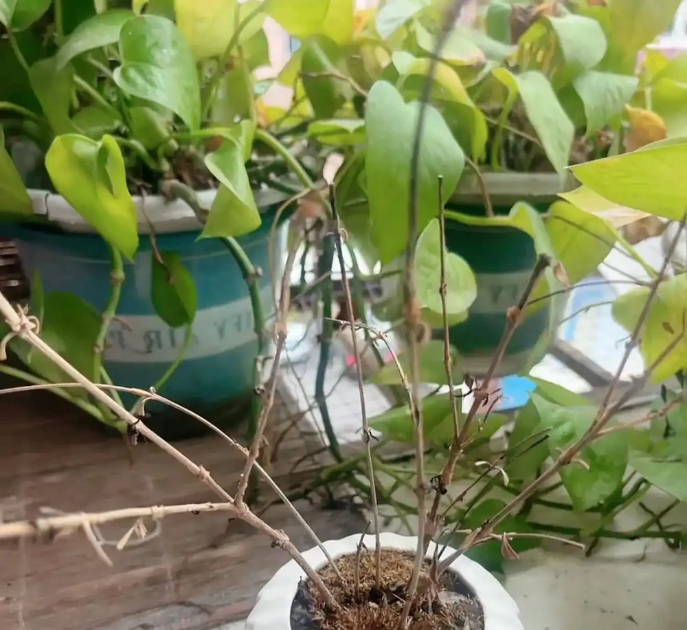 什麼是有機肥？氮磷鉀該怎麼補？一次性說清楚養花施肥的所有問題