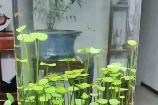成都一位太太，水缸裡養的銅錢草「爆滿成盆」，網友：也太會養了！