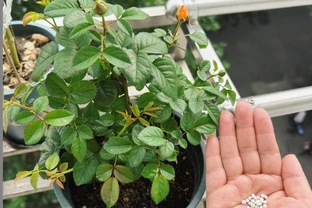 什麼是有機肥？氮磷鉀該怎麼補？一次性說清楚養花施肥的所有問題