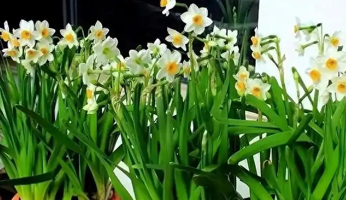 後悔沒早看！這5種花再漂亮也不能放家裡，養久了傷身又破財