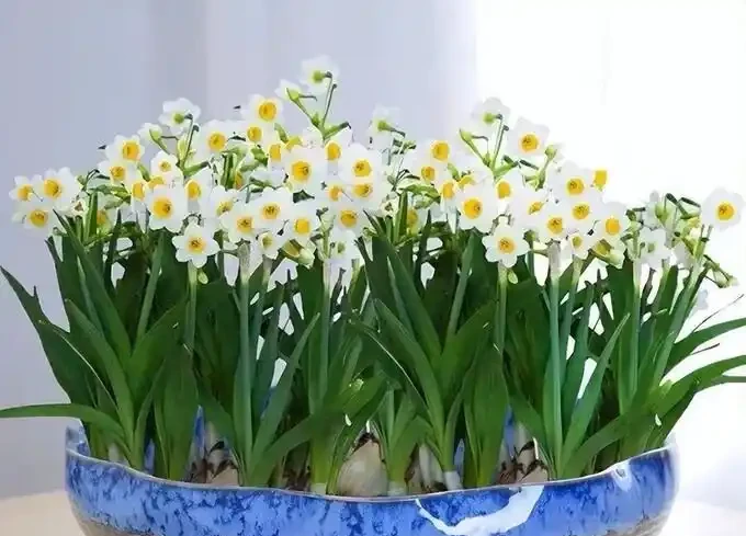 後悔沒早看！這5種花再漂亮也不能放家裡，養久了傷身又破財