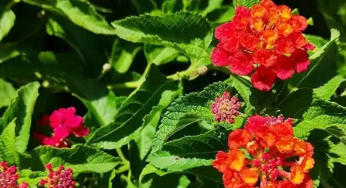 後悔沒早看！這5種花再漂亮也不能放家裡，養久了傷身又破財