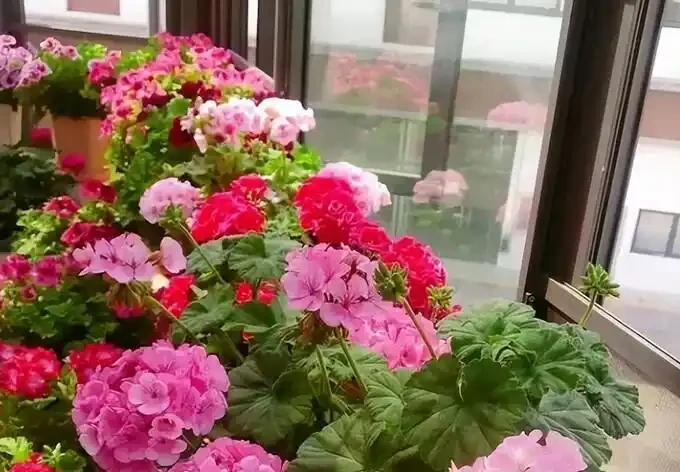 後悔沒早看！這5種花再漂亮也不能放家裡，養久了傷身又破財