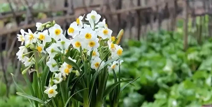 後悔沒早看！這5種花再漂亮也不能放家裡，養久了傷身又破財